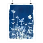 Affiche fée cyanotype