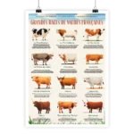 Affiche Vaches française